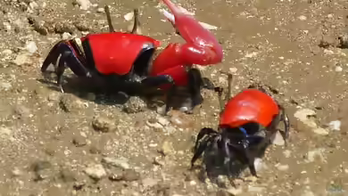 Paraleptuca chlorophthalmus im Aquaterrarium halten