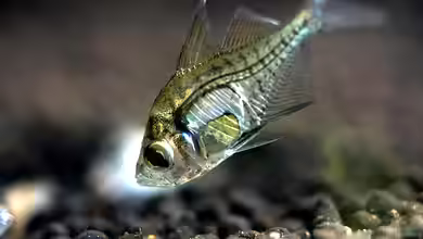 Parambassis ranga im Aquarium halten