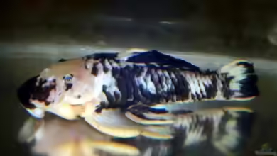 Parancistrus aurantiacus im Aquarium halten