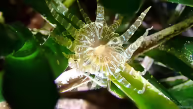 Paranemonia cinerea im Aquarium halten