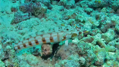 Parapercis clathrata im Aquarium halten
