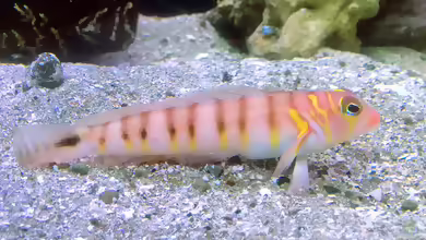 Parapercis multifasciata im Aquarium halten