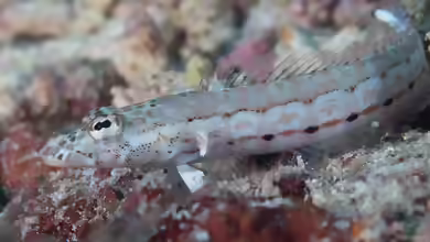 Parapercis multiplicata im Aquarium halten