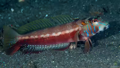 Parapercis pulchella im Aquarium halten