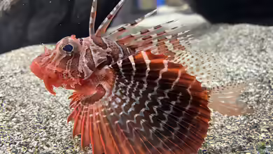 Parapterois heterura im Aquarium halten