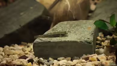 Parasicydium bandama im Aquarium halten