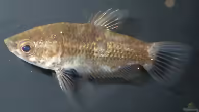 Parasphaerichthys ocellatus im Aquarium halten