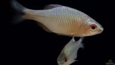 Paratanakia himantegus im Aquarium halten