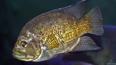 Paratilapia polleni im Aquarium halten