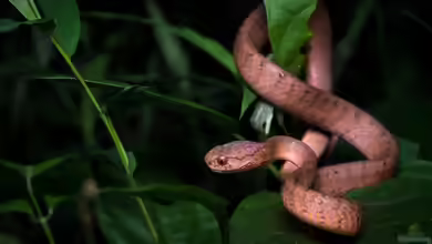 Pareas carinatus im Terrarium halten