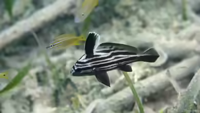 Pareques acuminatus im Aquarium halten