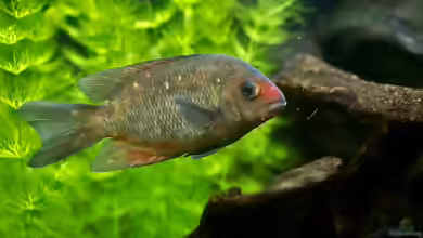 Paretroplus kieneri im Aquarium halten