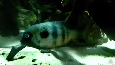 Paretroplus maculatus im Aquarium halten