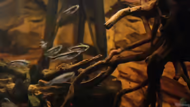 Pareutropius buffei im Aquarium halten