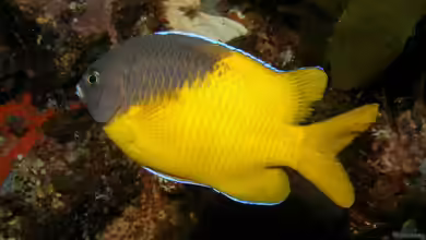 Parma bicolor im Aquarium halten