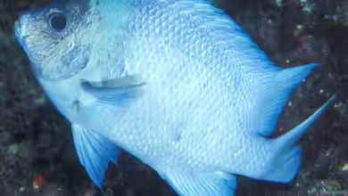 Parma kermadecensis im Aquarium halten