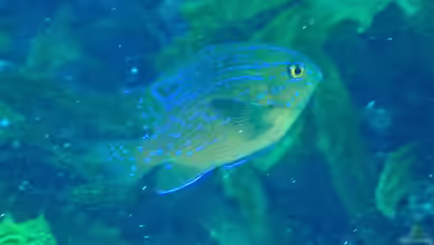 Parma mccullochi im Aquarium halten