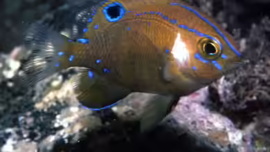 Parma microlepis im Aquarium halten