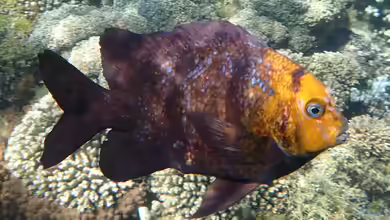 Parma polylepis im Aquarium halten