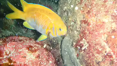 Parma victoriae im Aquarium halten