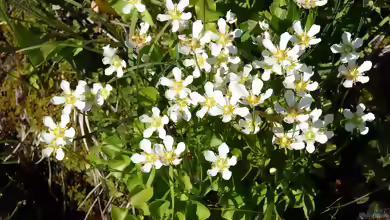 Parnassia palustris im Garten pflanzen