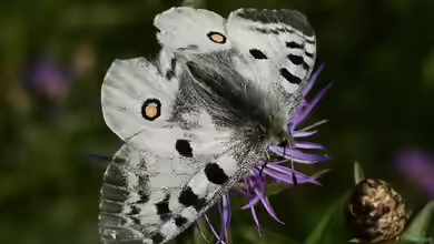 Parnassius apollo im Garten