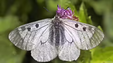 Parnassius mnemosyne im Garten