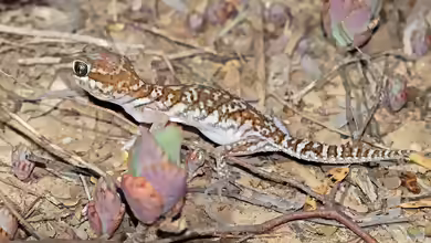 Paroedura picta im Terrarium halten