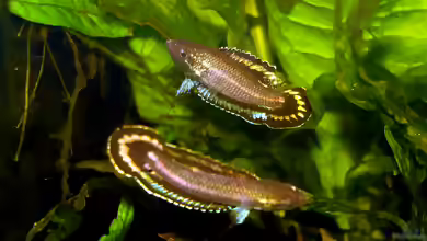 Parosphromenus harveyi im Aquarium halten