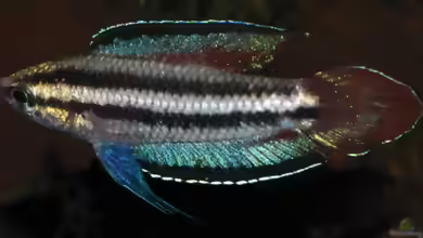 Parosphromenus kishii im Aquarium halten