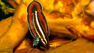 Parosphromenus phoenicurus: Rotschwanz-Prachtguramis im Aquarium halten