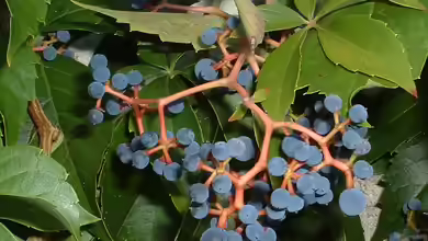 Parthenocissus quinquefolia im Garten pflanzen