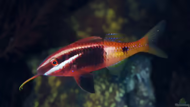 Parupeneus barberinoides im Aquarium halten
