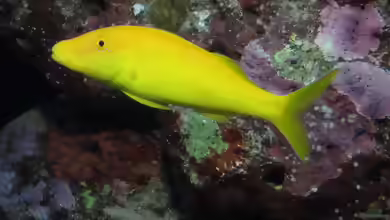 Parupeneus cyclostomus im Aquarium halten