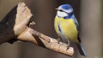 Parus caeruleus im Garten