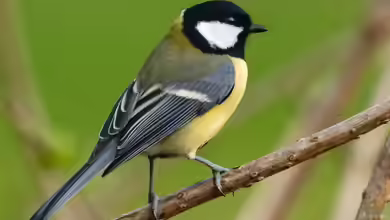 Parus major im Garten