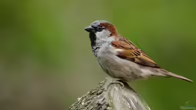 Passer domesticus im Garten