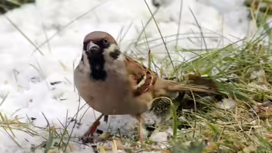 Passer montanus im Aquarium halten
