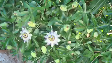 Passiflora caerulea im Garten pflanzen