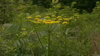 Pastinaca sativa im Garten pflanzen