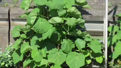 Paulownia tomentosa im Garten pflanzen