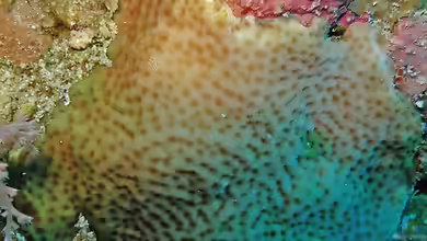 Pavona bipartita im Aquarium halten