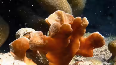 Pavona cactus im Aquarium halten