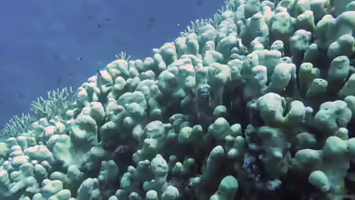 Pavona clavus im Aquarium halten
