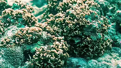 Pavona divaricata im Aquarium halten