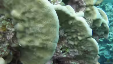 Pavona duerdeni im Aquarium halten