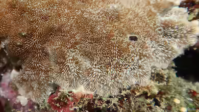 Pavona explanulata im Aquarium halten