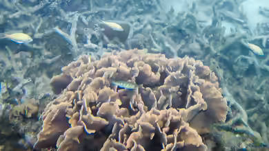 Pavona frondifera im Aquarium halten