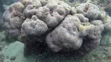 Pavona gigantea im Aquarium halten
