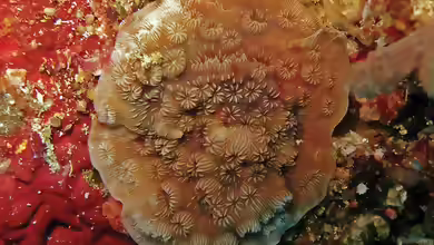 Pavona maldivensis im Aquarium halten